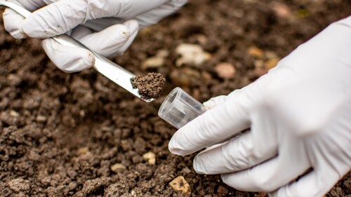 Investigador recolectando muestra de suelo en un tubo de ensayo. iStock.jpg